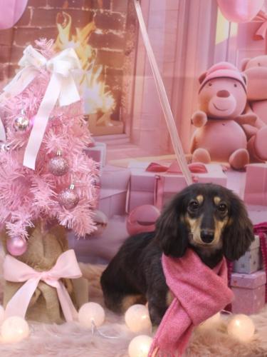 20241217大福ちゃん